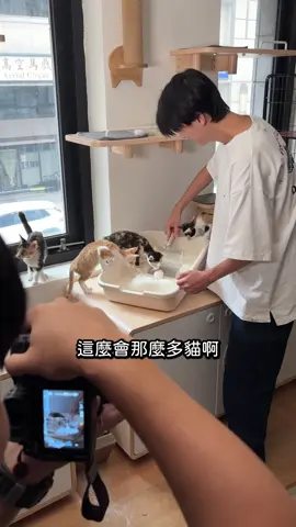 攝影師本只是來拍照，就一不小心領養了貓。 #転運棧貓中途咖啡廳 #貓中途 #貓咖啡廳 