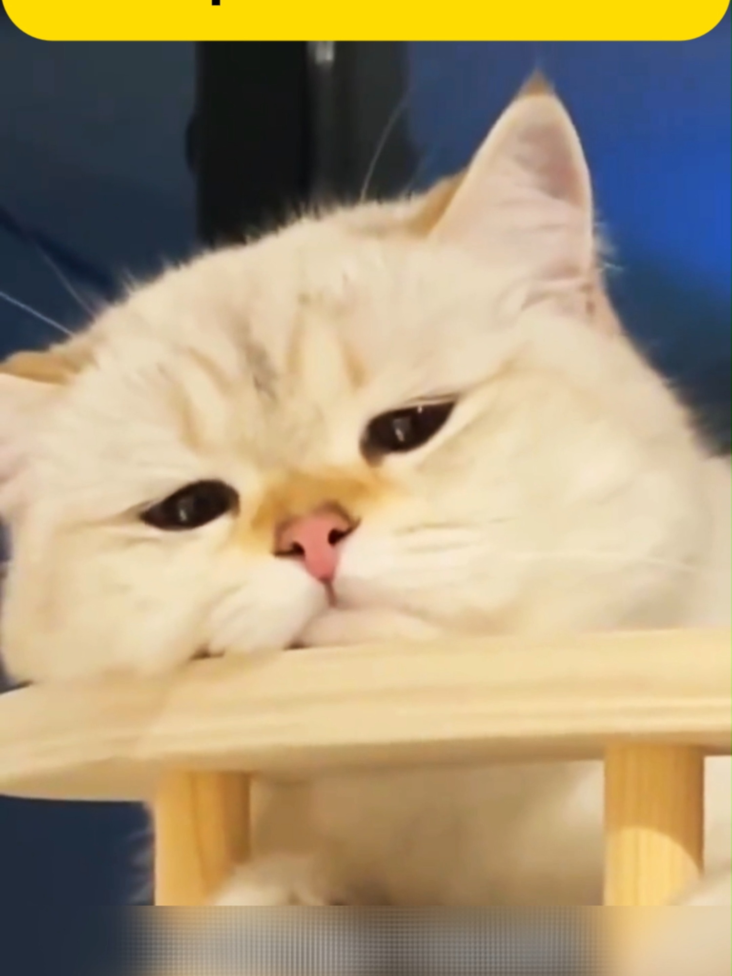 Apa yang Kucing Ingin Katakan Padamu? #fyppppppppppppppppppppppp
