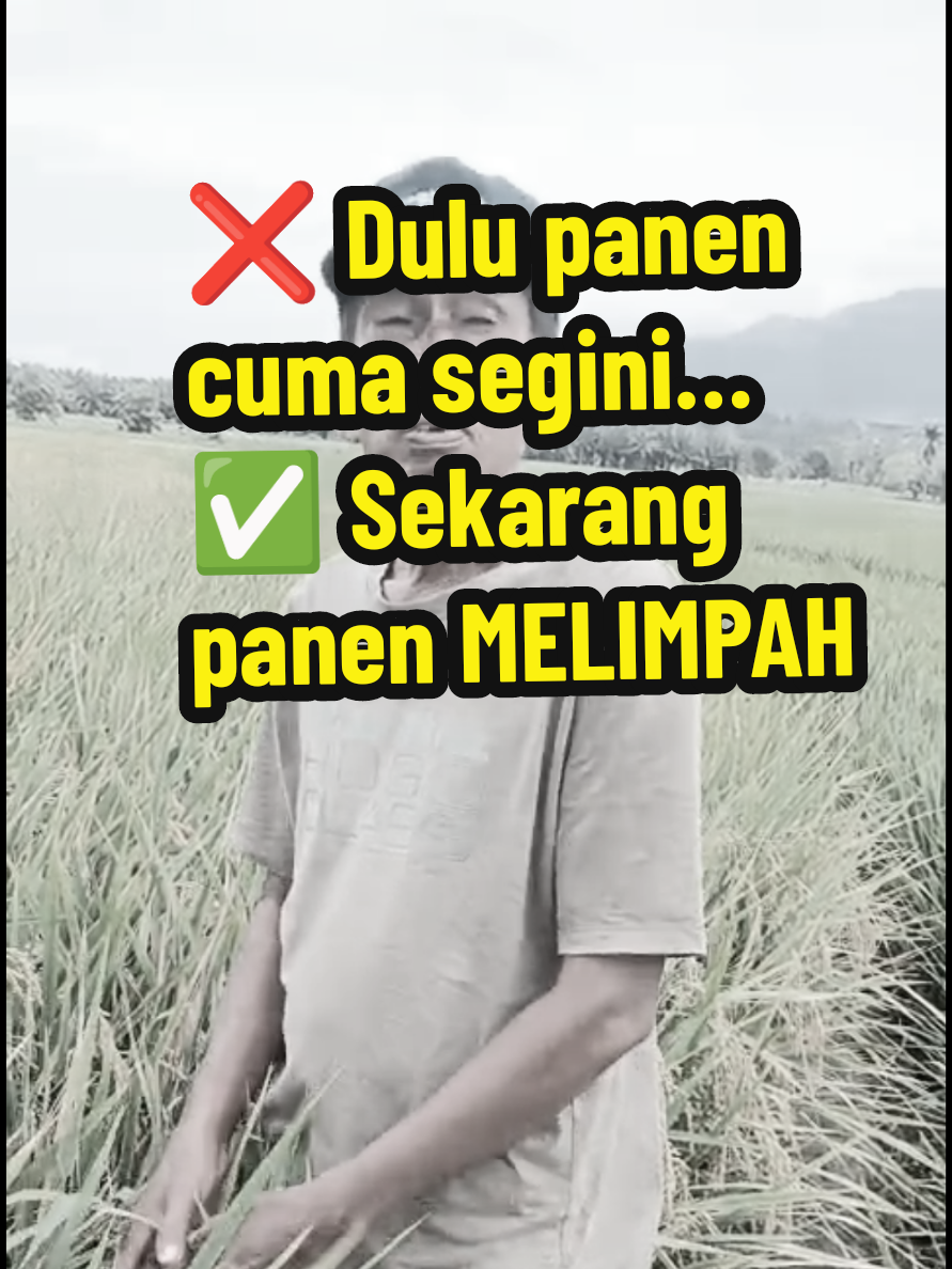 Siapa sangka, ganti pupuk bisa bikin panen sebanyak ini! Terima kasih Mustika Tani #petanimuda #fyp #pupuk  #petaniindonesia🇮🇩🇮🇩🇮🇩🌿🌿 