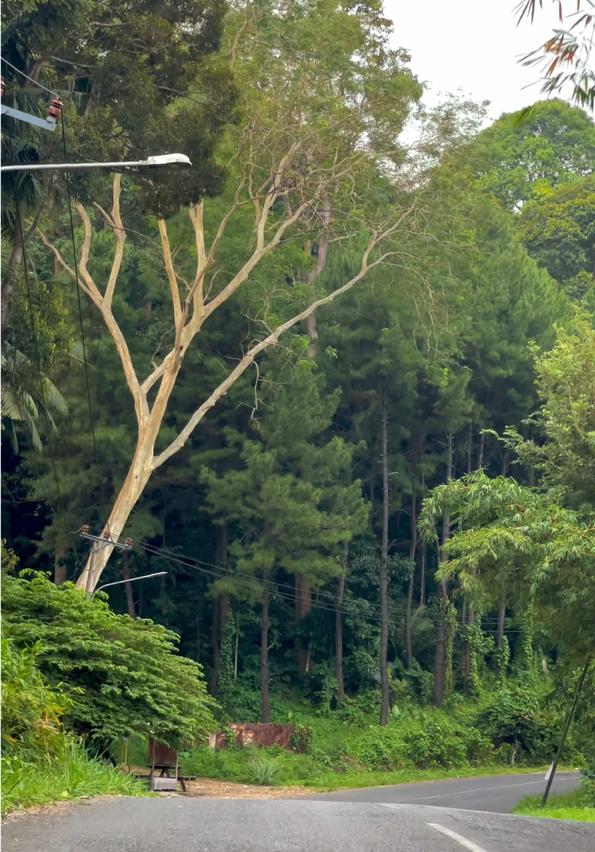 Suasana salah satu jalan Dikota Bandar Lampung yang vibesnya berasa lagi diBandung 😍🥰, siapa yang suka lewat jalan ini ☺️ #Bandarlampung #bandarlampungcity #lampung 
