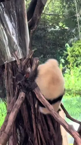 The panda fell from the tree#panda #panda🐼 #fyp #Los #funny 