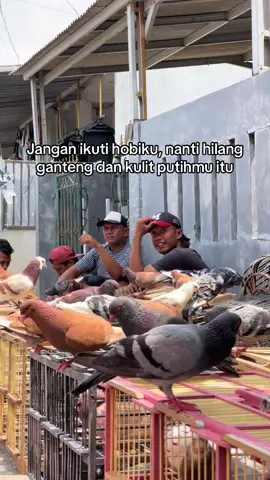 Betul opo ora derr 🤭 #merpatirumahan  #merpatitinggian #merpatitomprang #merpatitinggi #merpatiindonesia 