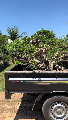 Sedia bonsai berbagi jenis bahan dan siap kontes 📍 Koleksi dari @galeribonsafil 📞 WA: 081235253476 📌 Alamat: Karanggondang – Mlonggo, jepara #bonsai #bonsaiindonesia #fypage #CapCut #sancang #sancangbonsai #sancangmame #sianci #antingputrinusantara #bonsaiindonesia 