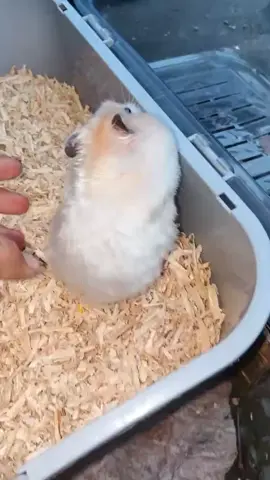 🐹🐹🐹 #fyp #fyppppppppppppppppppppppp #syrianbigbound #hamy #hamster 