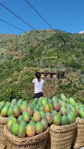 Enjoy Beautiful Most Rear Mango Fruit #nature #fruit #fyp #viral #beautiful 