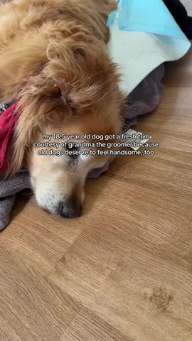 18.5 years and every bit as loved as the day I first brought him home! 🤍 my mom gave Jake a little trim so he could feel fresh and comfortable because even senior dogs deserve to feel their best. Handsome looks so good on you, my old boy 🤍🐶🐾 if this resonates with you, follow along on our journey with senior dog Jake 🤍 #seniordog #doghealth #olddog #dogoftheday #goldenretriever
