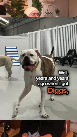 #fyp #podcast #dog #new #funny 