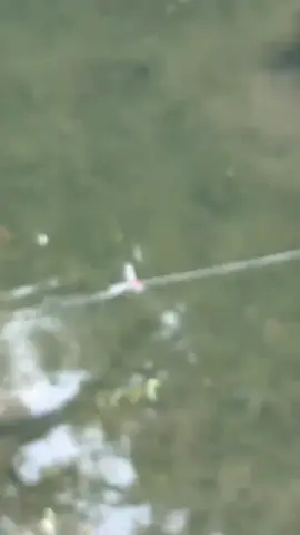 #sneakerhead #fish #fishing #video  ..