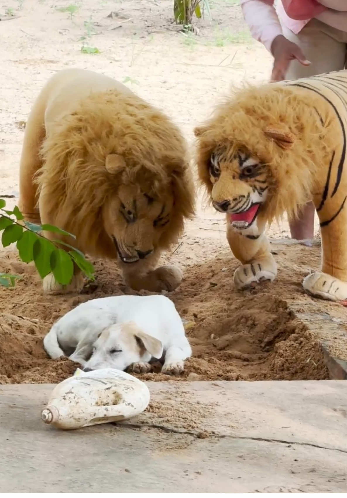 OMG Fake Tiger Prank Sleep dog #livetiktok #Lion #aura 