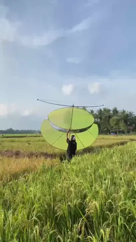 dolanane wong lanang seng ndak wedi ireng🪁  #pegonludoyo #layangan #vibes2023 #fyp 