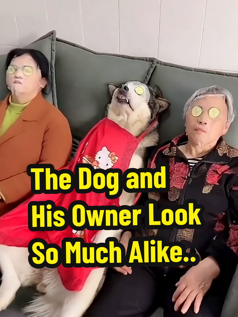 From matching haircuts to identical expressions, these pet owners and their dogs are more than just best friends, they’re lookalikes! Watch as we bring you a heartwarming compilation of humans and their furry companions who share uncanny similarities. Whether it’s the same side profile, synchronized laughter, or even matching outfits, this video proves that every dog really does look like its owner. Prepare for laughs, cuteness overload, and a few “Wait, are they related?” moments! Translate - Dari potongan rambut yang serupa hingga ekspresi wajah yang identik, pemilik hewan peliharaan ini dan anjing mereka bukan hanya teman terbaik, mereka adalah kembaran! Tonton kompilasi hangat tentang manusia dan teman bulu mereka yang memiliki kesamaan tak terduga. Mulai dari profil samping yang sama, tawa sinkron, hingga pakaian yang cocok, video ini membuktikan bahwa setiap anjing memang mirip dengan pemiliknya.  #DogAndOwner #CutePets #PetLookalikes #FunnyAnimals #DogLife