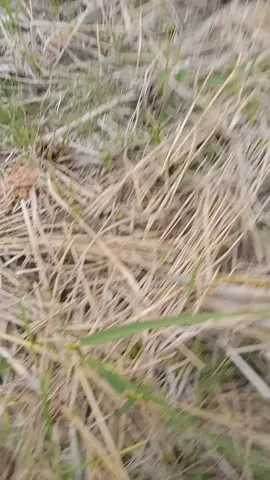 meski cape dan menunggu tetap bersyukur...  #kotaserangbanten #petanimuda #tiktok #foryou #fyp 