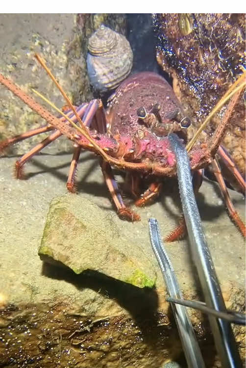 It’s been a long time since I last met such a big lobster!#fishing #seafood #fyp #gotosea #lobster 