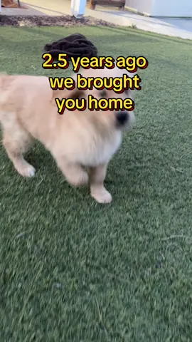 That golden puppy life #goldenretrieverpuppy 