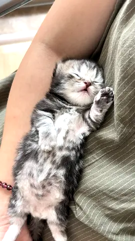 #cat #cute #kitty #catsoftiktok 