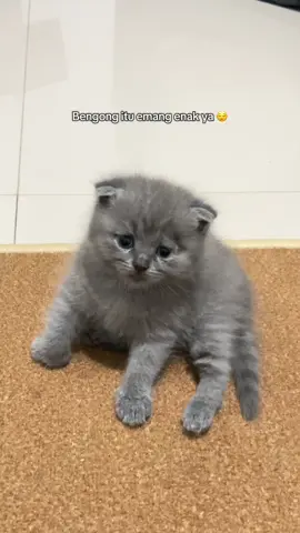 Abang Eo ditanya malah bengong 🤔 #fyp #fypシ゚ #cat #kitten 