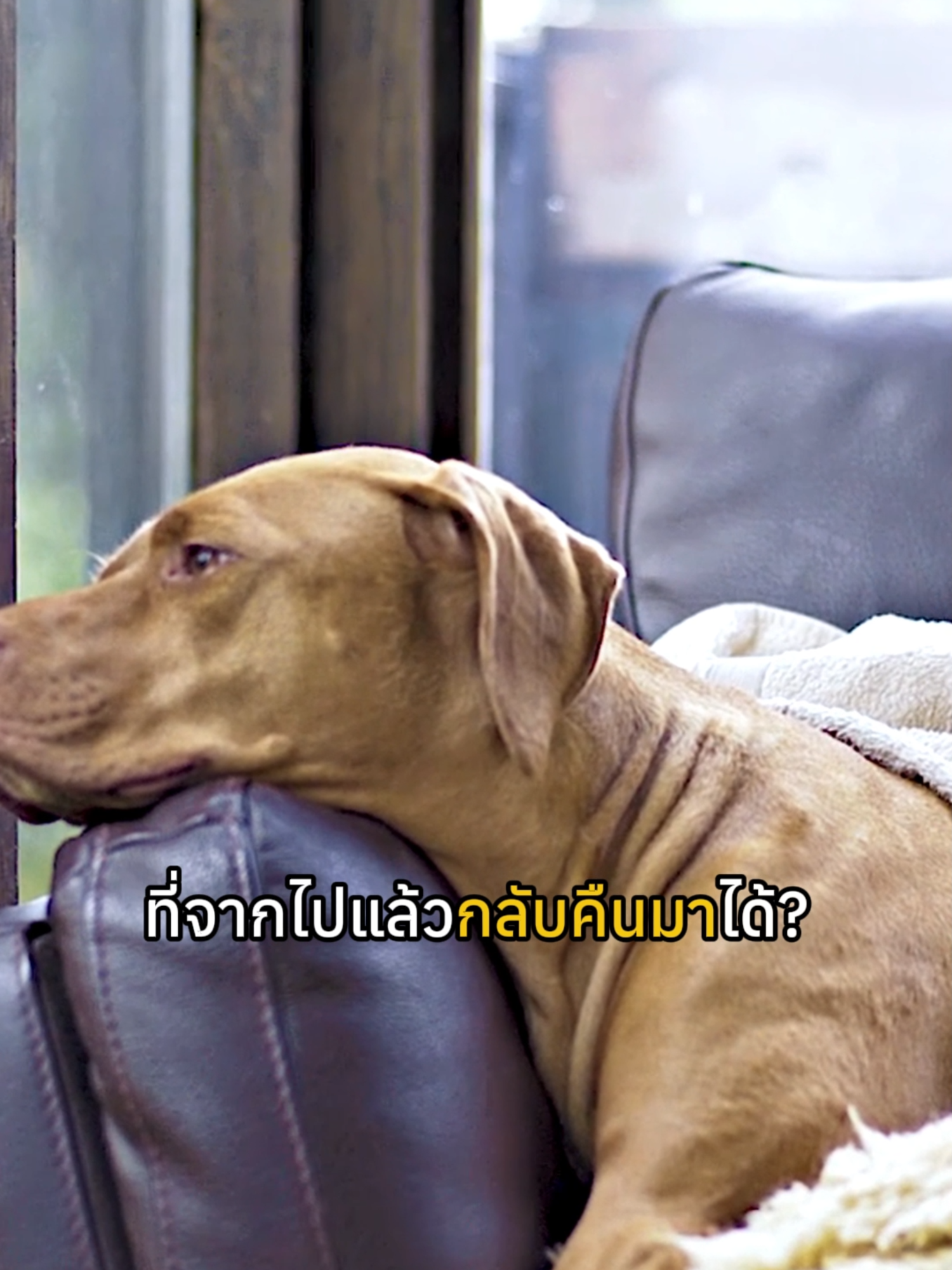 จะเป็นอย่างไร... ถ้าเราสามารถนำสัตว์เลี้ยงที่จากไปแล้วกลับคืนมาได้? 🐶❤️🐱 สำหรับหลายคน สัตว์เลี้ยงคือสมาชิกในครอบครัว ❤️ และการจากลาคือความเจ็บปวดที่ประเมินค่าไม่ได้ 💔... แต่วิทยาศาสตร์อาจกำลังมอบ 