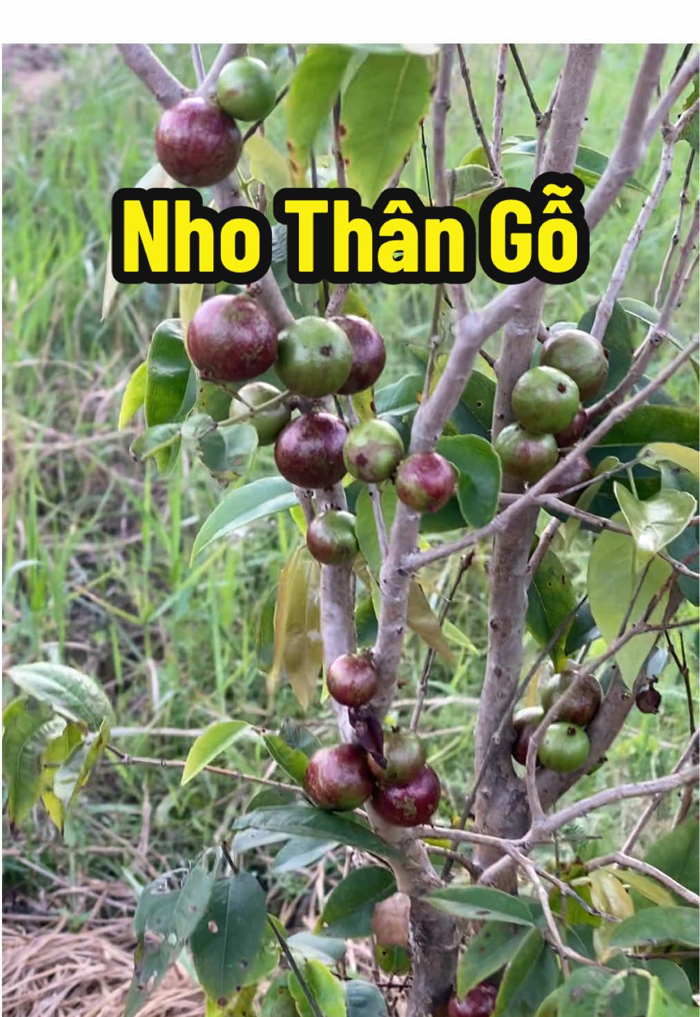 Nho thân gỗ đang trái nhà trồng #nhothango #nhothangotuquy #nhothango12vu #caygiong #ongtiengarden 
