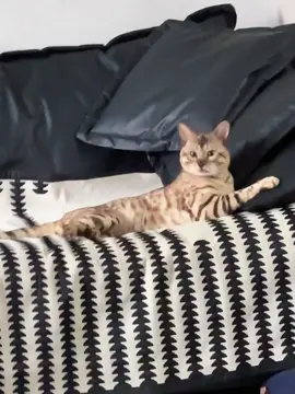 Cat battle their tails 😹🐾#lolcats #catvideo #cutecats #funnycats #usa🇺🇸 