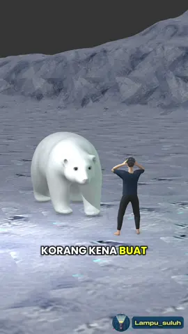 Bila korang jumpa beruang kutub #polarbear #beruang #fyp 