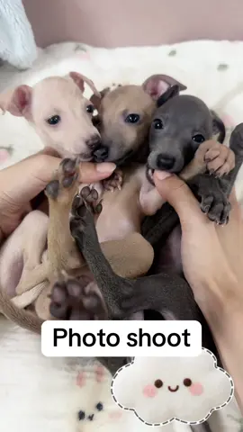 Photo shoot 📸 - Follow my second account: @Pet Pet Pet Pet Pet 2  #pet #dog #puppy #italiangreyhound 