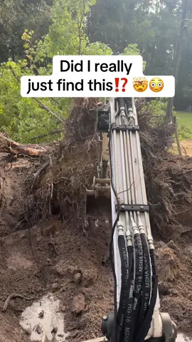 Cleaning up my property and When I knocked down this old tree This was underneath it 😳🤯