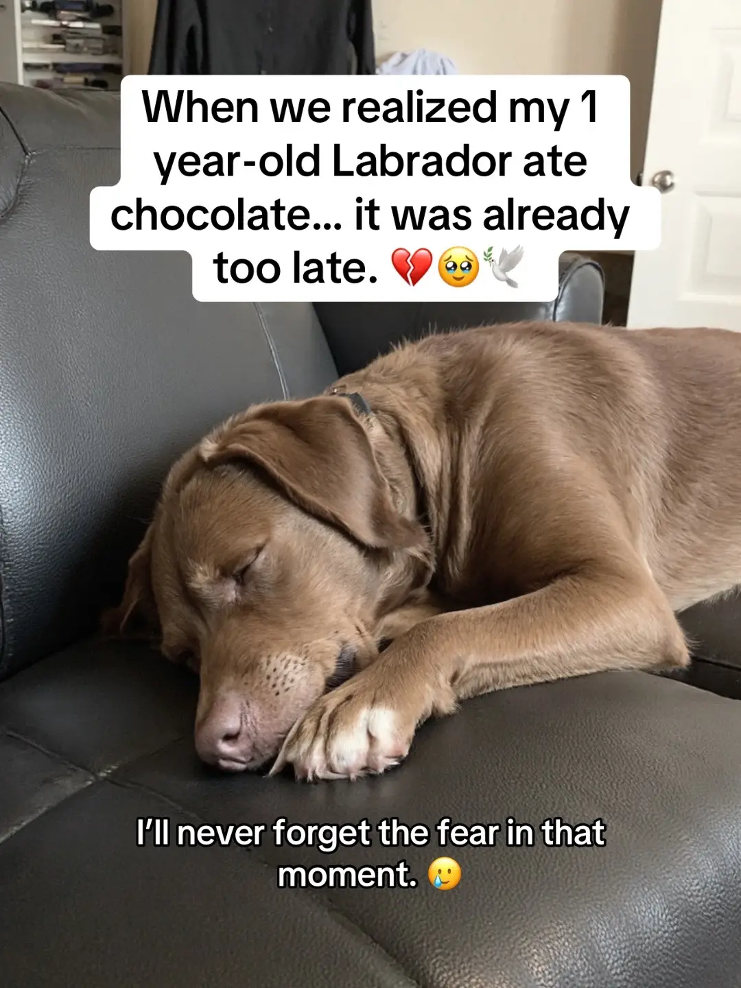 #rescuedog #sadstory #petlover #doglove #engagement 