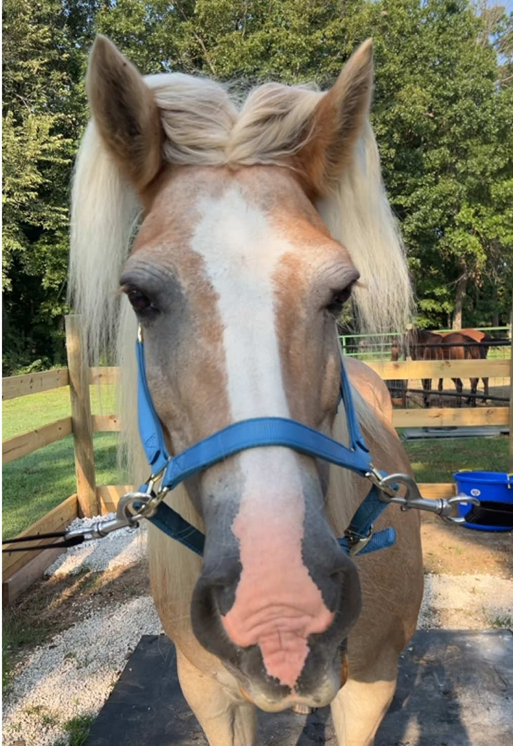 They demanded we do this with Jax 😅😂🤣 #horsesoftiktok #heresmybob #horse #haflinger 