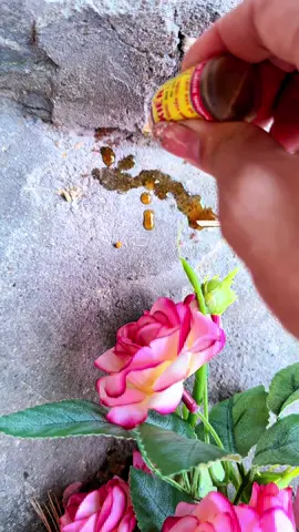 Diệt kiến gián sinh học diệt cả ổ , không mùi an toàn cho vật nuôi #dietkiengian #dietkien #thuocdietkien #thuocdietkiengiansinhhoc  @QUẾ ANH SĂN SALE  @QUẾ ANH SĂN SALE 