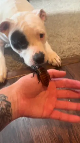 It appears I have found a critter that Fae isn’t too fond of. Like whatsoever. 🤣🫣🐶🪳 #madagascarhissingroach #pitbullsoftiktok #funnydogs #weirdpets 