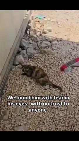 We can’t do this alone. Please, if your heart is moved, help us give him a chance to live. Even the smallest donation can make the difference  Link in the bio  #repost #catsoftiktok #catrescue #rescuekittens #catsfollowers #cats #straycatsoftiktok #communitysupport #catstiktok #unitedkingdom #usa #europe #germany #switzerland #furryfriends