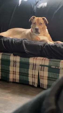 Just dog sitting 🤣 @Kaitlyn McKenery @Michael Snyder 