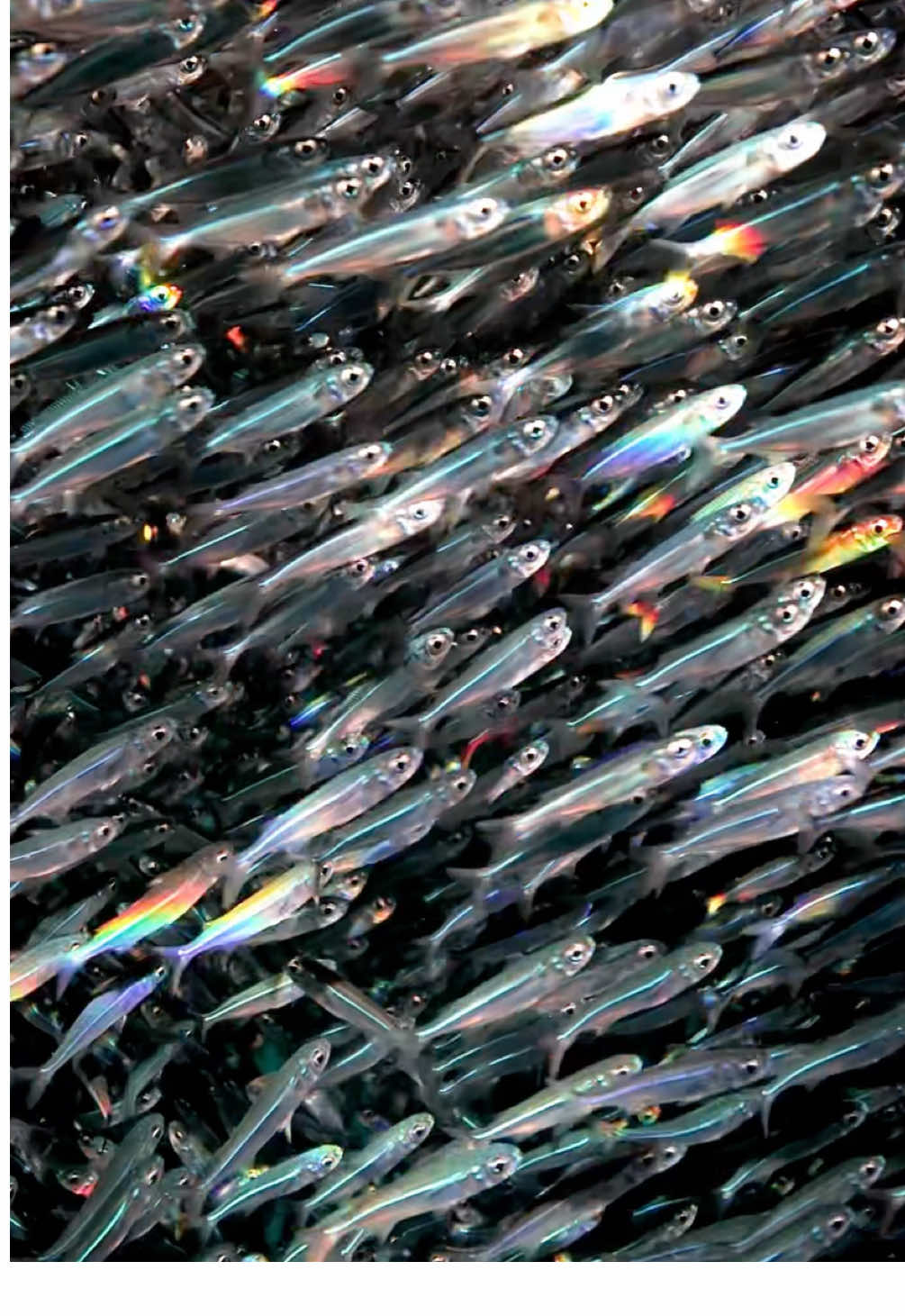 Nature's kaleidoscope ✨ #SchoolOfFish #Kaleidoscope #Ocean