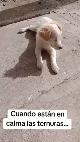 mis perritos creciendo #perrostiktokers #ternuras #perritos 