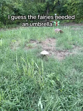 #fae #faerie #fairy #mushroom #garden 
