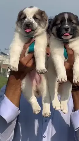 afghan kochi male and female full security dog cargo system available all Pakistan 🔥🔥  #afghanidog  #kochidog  #securitydog  #doganimals  @Animals Informative world 