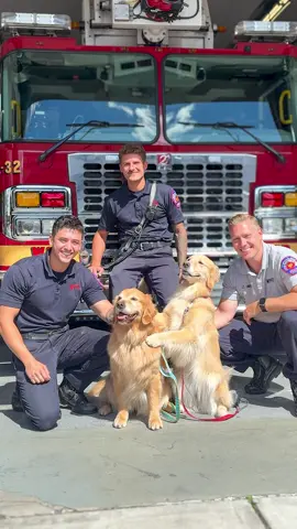 Therapy dogs visit NY Firefighters
