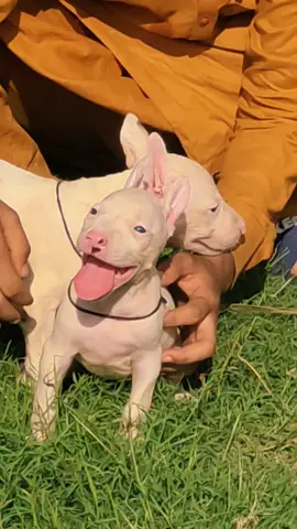 #genuinekohatigultair #rednoseBillieyes #1millionviralforyouviraltiktok  #forupage 