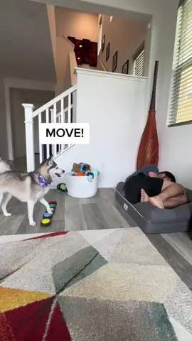 Sleep in your dogs bed and see how your dog reacts
