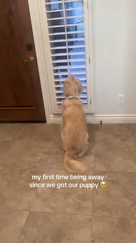 Me saying owe at the end 😭 he’s still in his nibbling phase 😭🤭 #puppy #goldenretriever #emotionaldog 