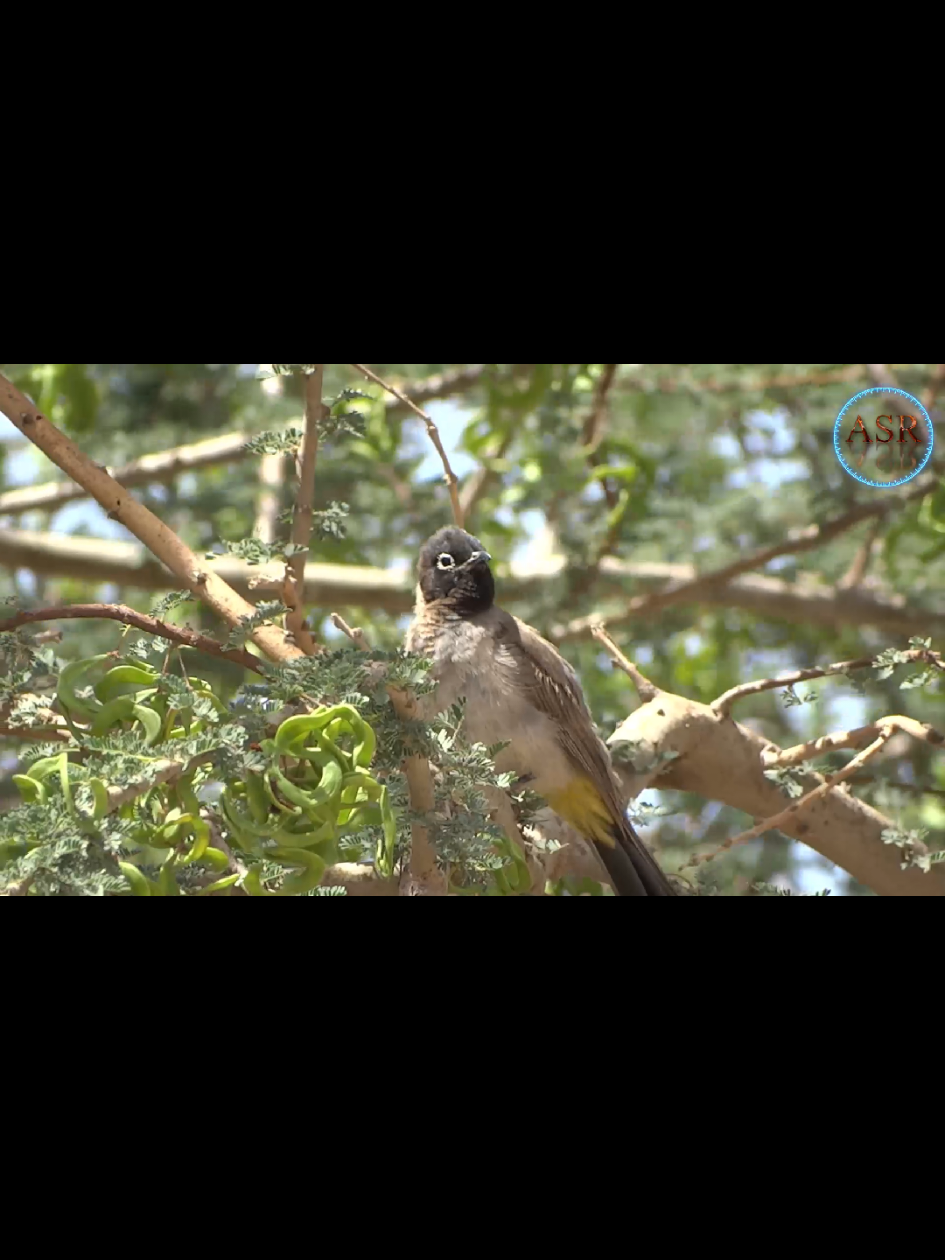 صوت صفير النغري 