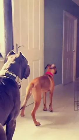 Try not to laugh 😂😂😂 #animals #dog #pet #haha #cat 