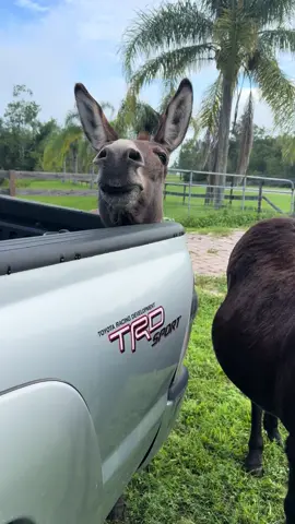 Goofy boys#tiktok #Love #musically #memes #follow #like #viral #trending #funny #music #video#Qcomedy #dance #cute #explorepage #wallacewahog #warthog #pets #animals #nature #Love #community #friends#rescueanimals#harmony#sanctuary#SafariLife#NatureVibes#WildlifePhotagraphy#AnimalKingdom#WildlifeWatch#SavannahSights#TikTokWildlife#AnimalRescue#rescueanimals#AnimalHeroes#SaveALife#AnimalWelfare#TikTokRescue#AnimalTherapy#TherapyAnimals#EmotionalSupportAnimal#PetTherapy#AnimalAssistedTherapy#TherapyPets#HealingWithAnimals#ComfortAnimals#AnimalLove#MentalHealthSupport#PetLove#Nonprofit#Charity#CommunityServive#SocialImpact#VolunteerWork#Humanitarian#Philanthropy#willow#winnie#MakeADifference 	•	