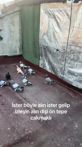 SATILIK#kanarya #ademaras #taklacıgüvercin #kesfetteyiz #mardinkuşu 