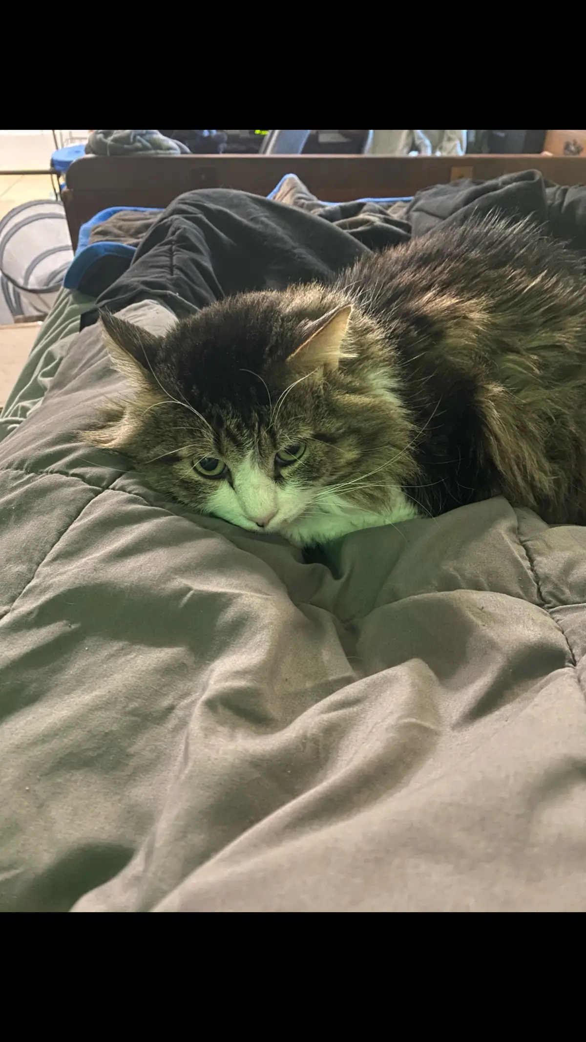 #cats #catsoftiktok #foryou 