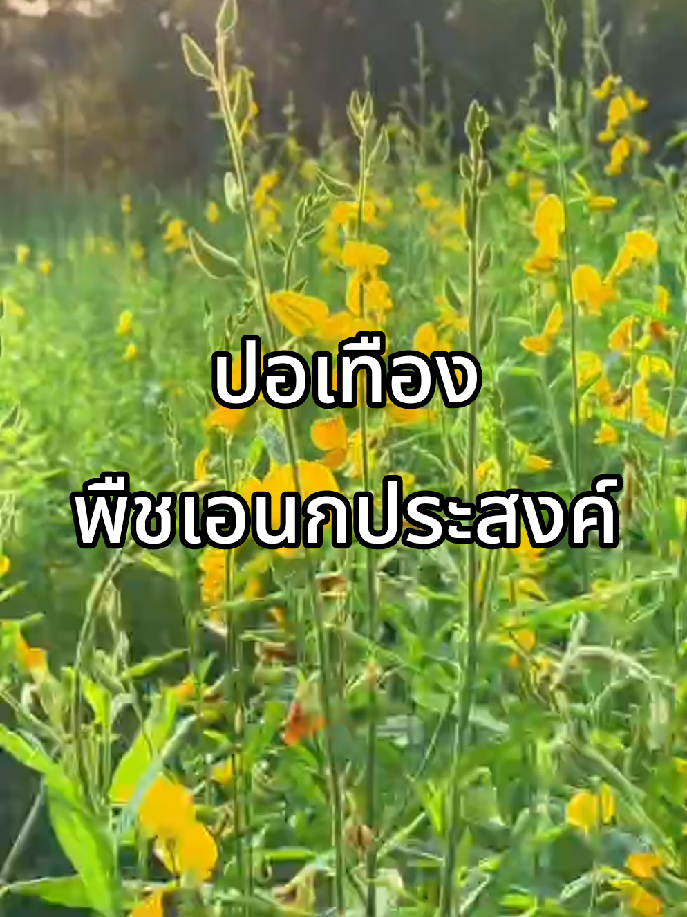 ปอเทืองพืชเอนกประสงค์ประโยชน์รอบด้าน #ปอเทือง #เมล็ดพันธุ์ปอเทือง #เสน่ห์ฟาร์มสุข 