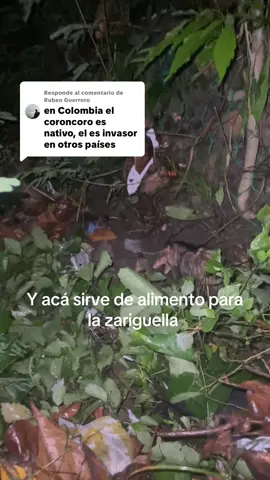 Respuesta a @Ruben Guerrero #coroncoro #zarigueya #naturalezaincreible coroncoro siendo comido por zorro chucho , sígueme para más y gracias por compartir 