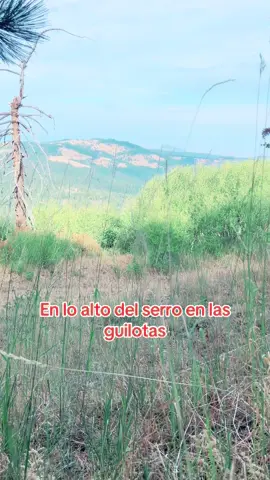 Estoy. Esperando que sienten en el árbol #LIVEIncentiveProgram #LIVEwithlowfollowers #PaidPartnership 