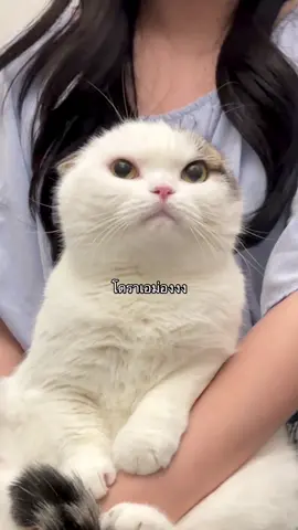 หูหายไปไหนนนน🤣 ปล.คลิปตัดเล็บลงให้พรุ่งนี้นะค๊าบ🥰 #อ้วงน้อย 