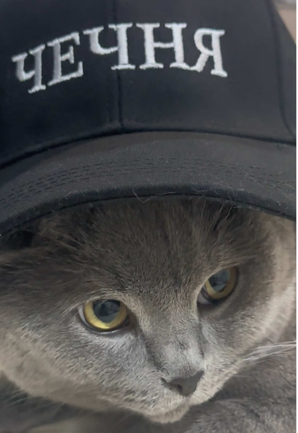 Чечняяяя #рек 